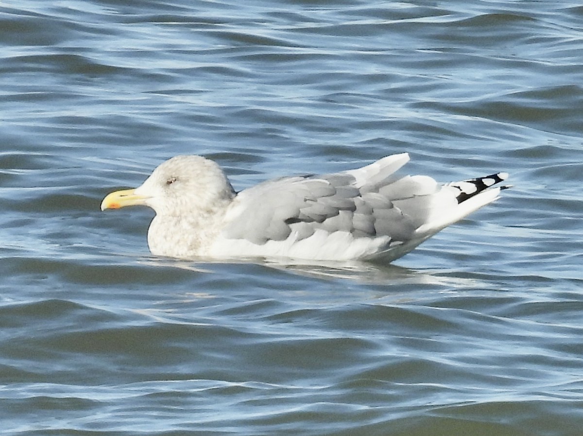 Мартин гренландський (підвид thayeri) - ML646267928