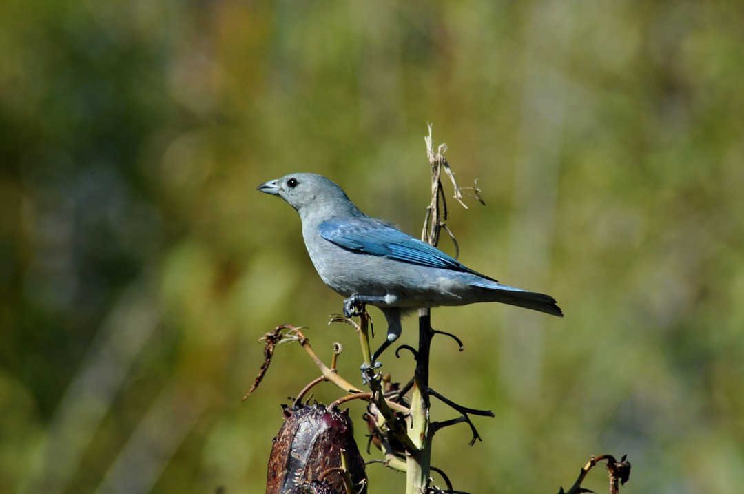 Sayaca Tanager - ML646267929