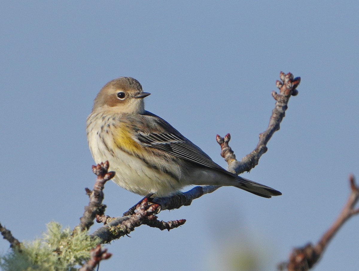 Yellow-rumped Warbler - ML646267936