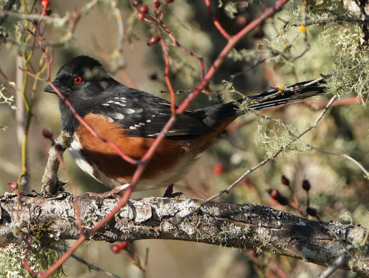 Spotted Towhee - ML646267942