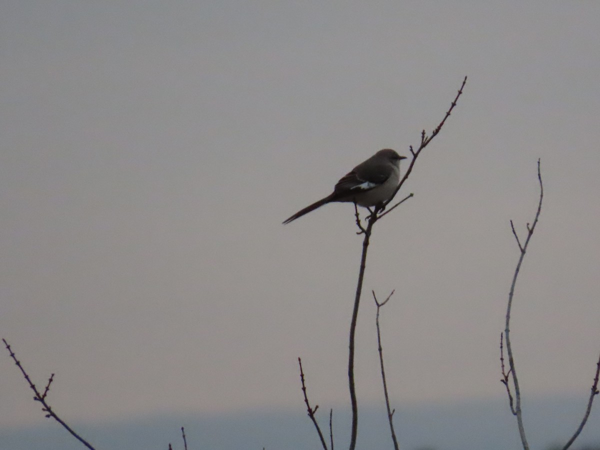 Northern Mockingbird - ML646267943