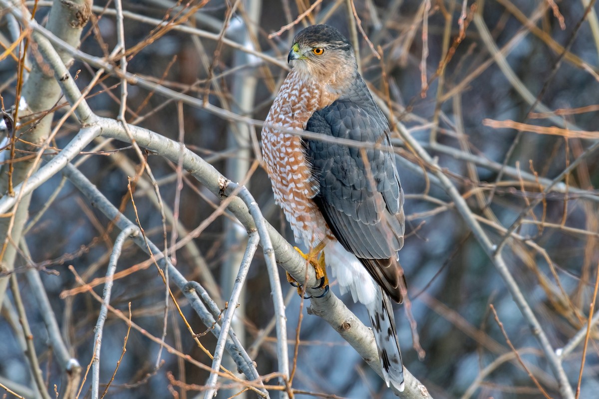 Cooper's Hawk - ML646267945