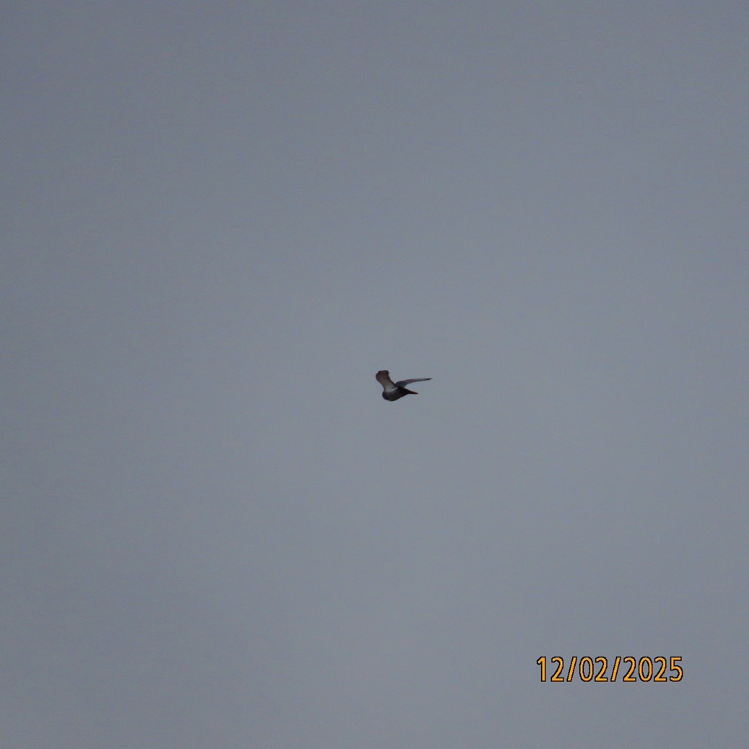 Kaya Güvercini (evcil tip) - ML646267948