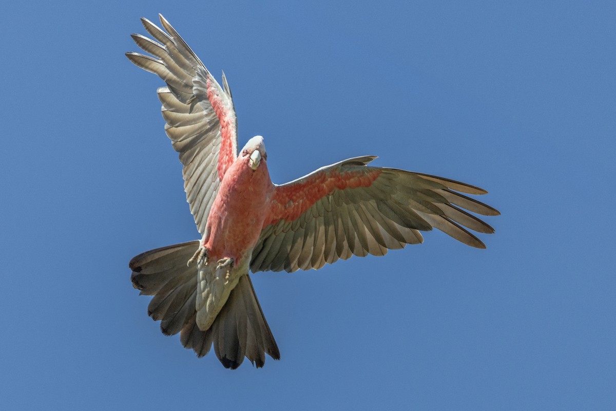 Galah - ML646267952