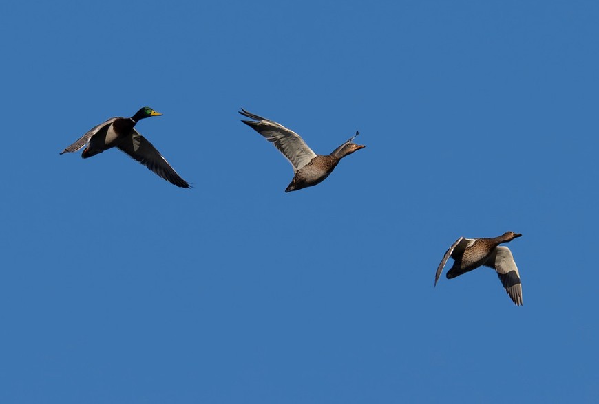 Mallard - ML646267953