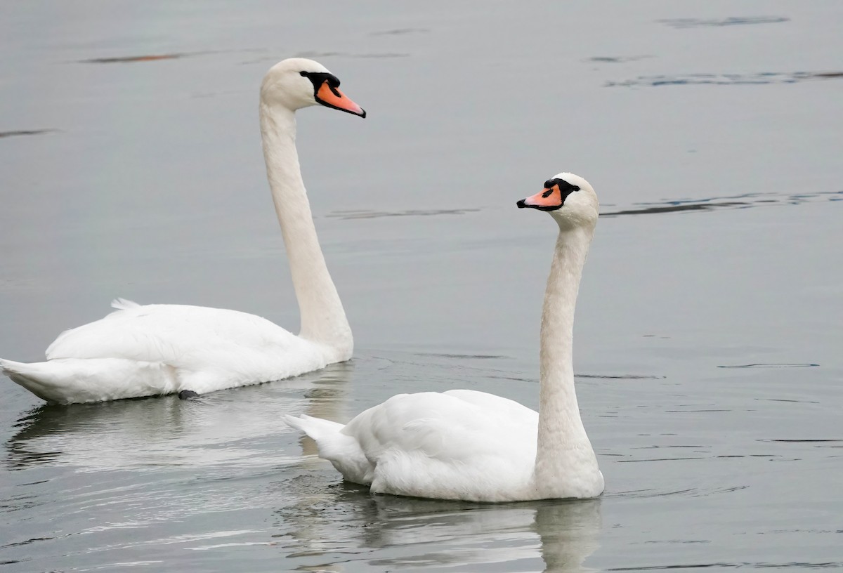 Mute Swan - ML646267954