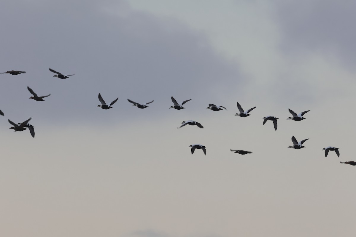 Common Eider - ML646267955