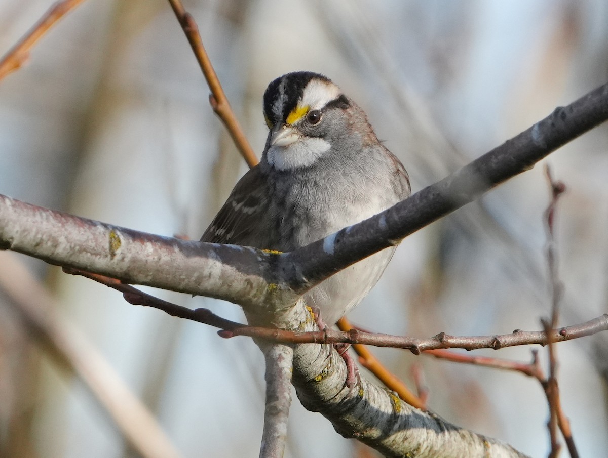 White-throated Sparrow - ML646267957
