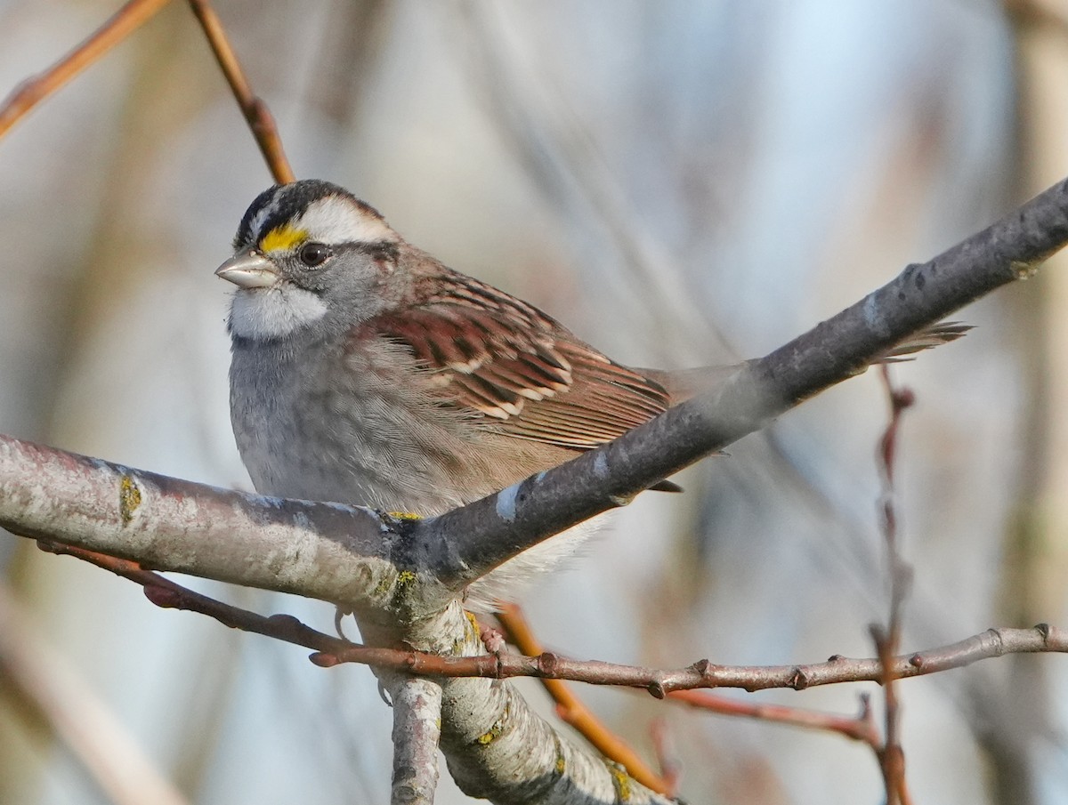 White-throated Sparrow - ML646267958