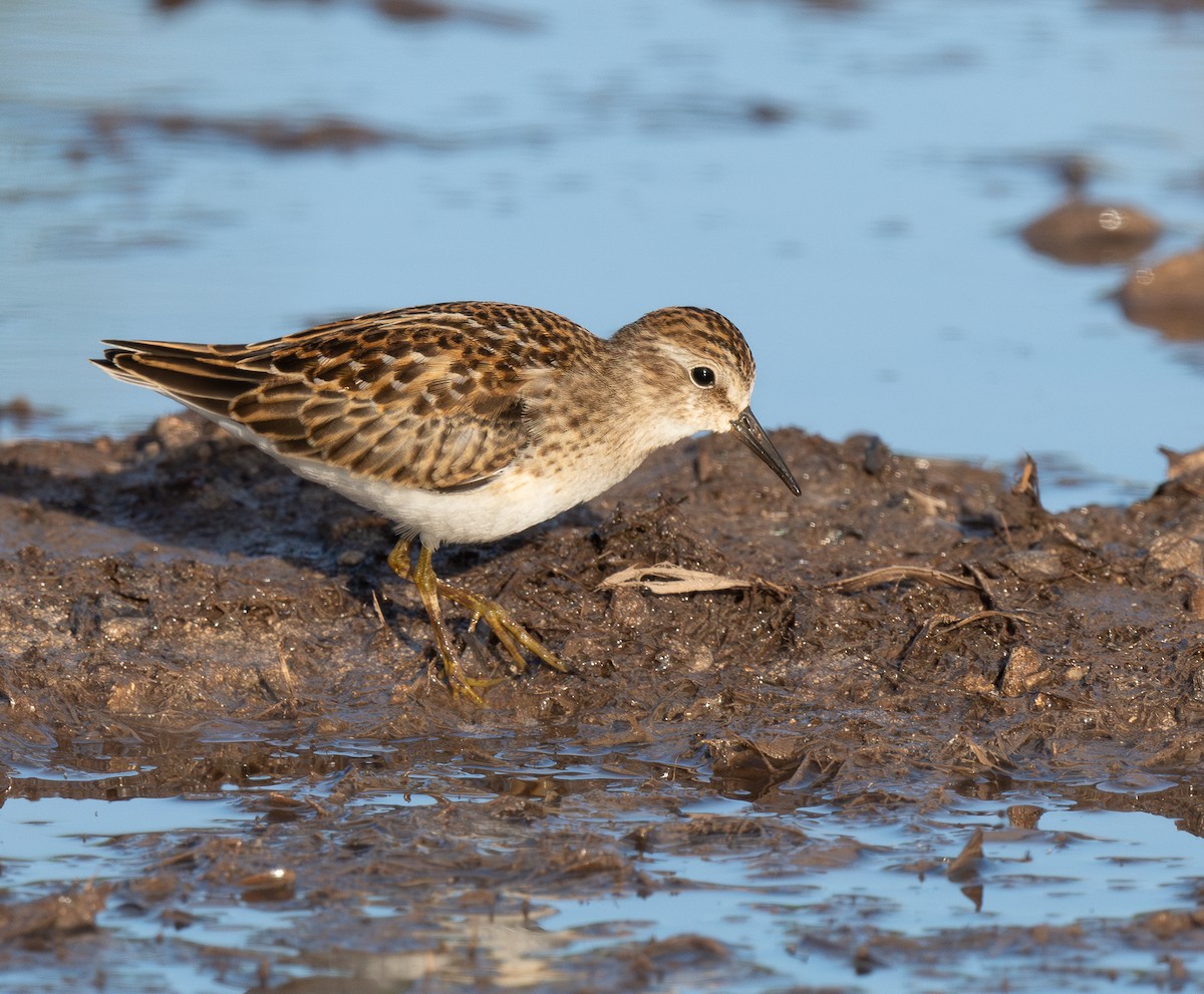 アメリカヒバリシギ - ML646267961