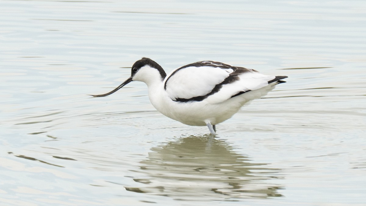 Pied Avocet - ML646267962