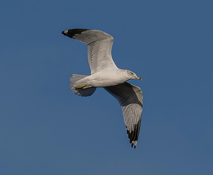 Ring-billed Gull - ML646267963