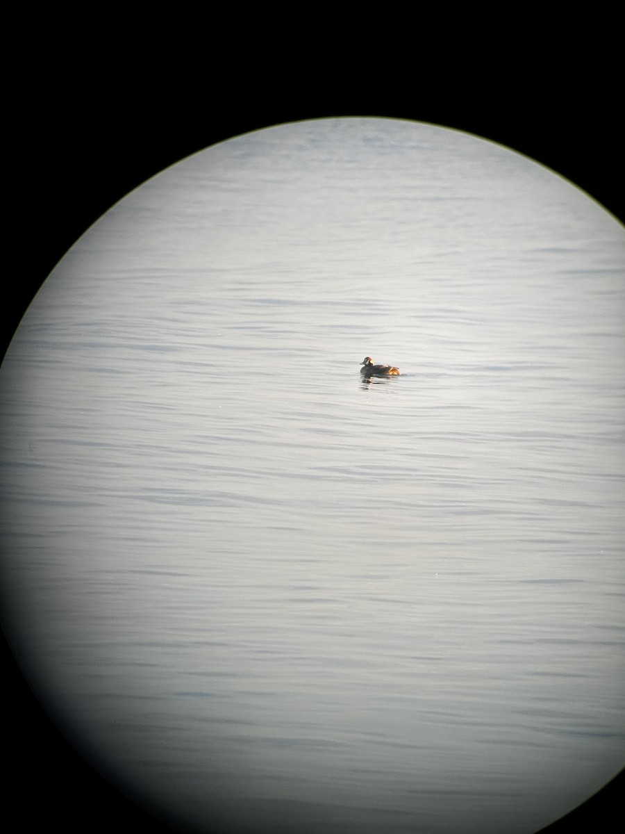 kačka strakatá - ML646267964