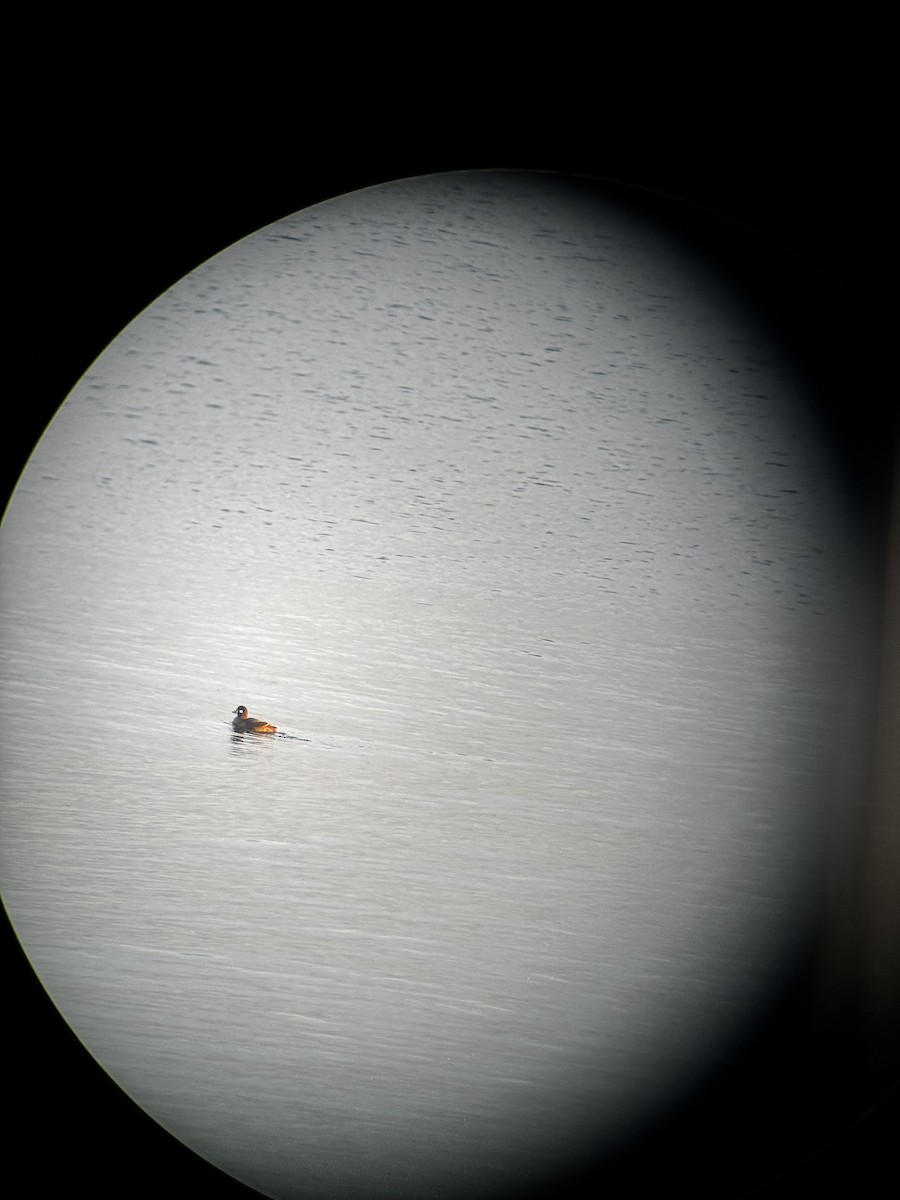 kačka strakatá - ML646267965