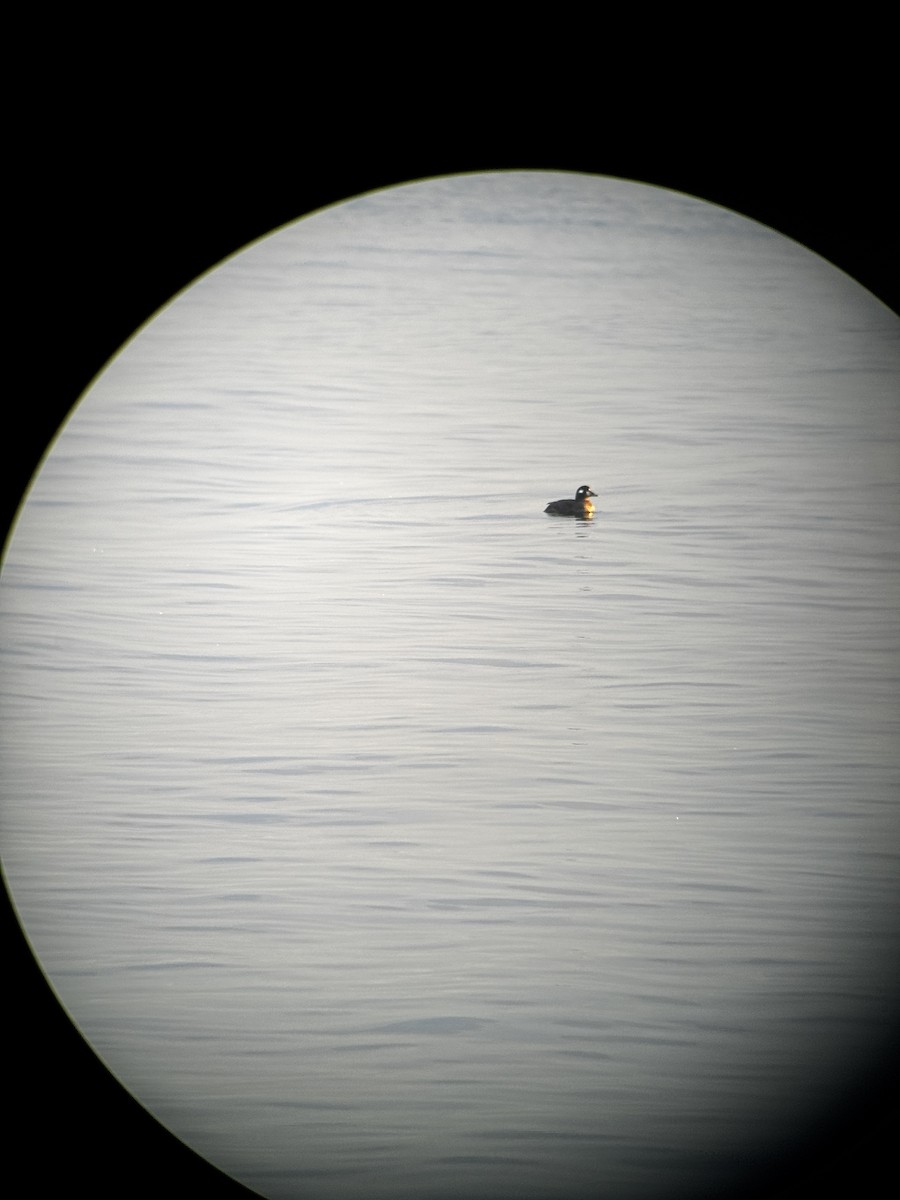 kačka strakatá - ML646267966