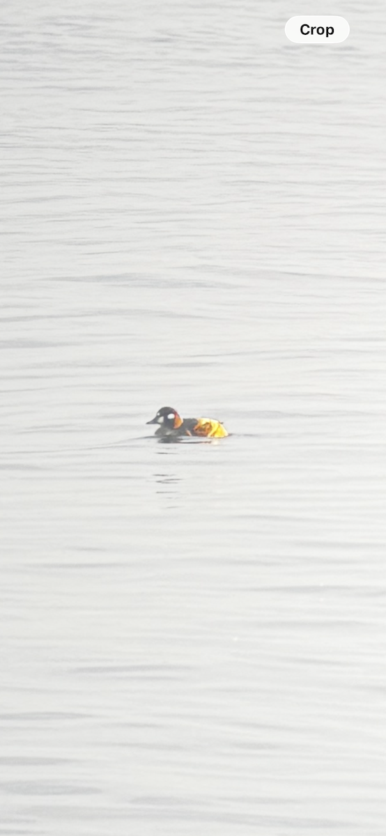 kačka strakatá - ML646267967