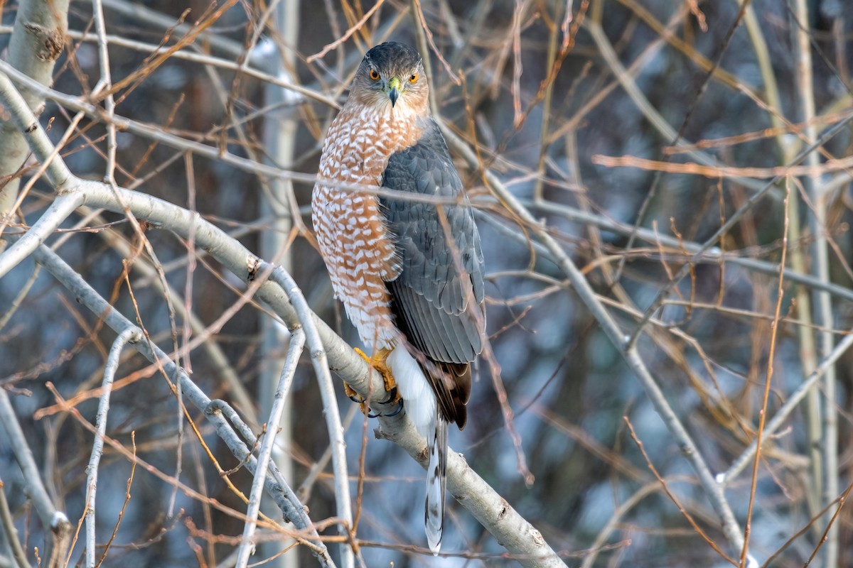 Cooper's Hawk - ML646267971
