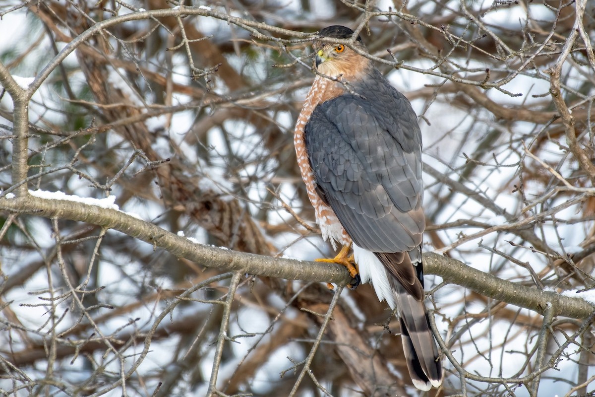 Cooper's Hawk - ML646267974