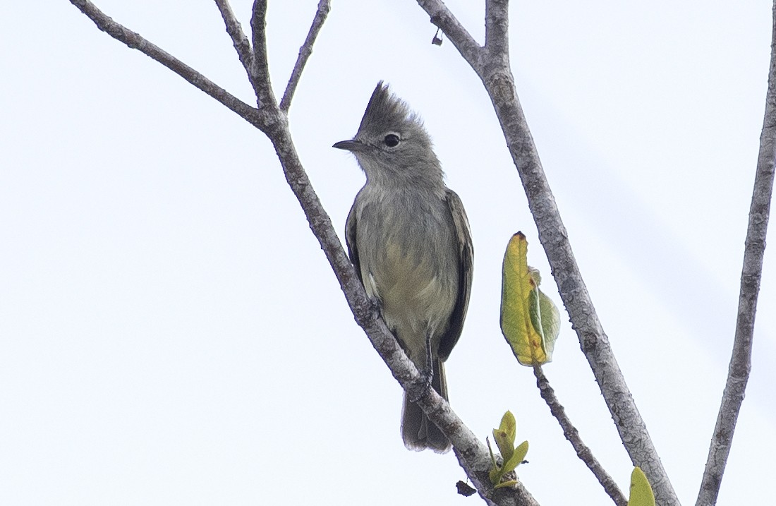 Plain-crested Elaenia - ML646267978