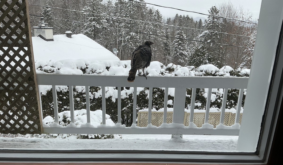 Wild Turkey - ML646267984