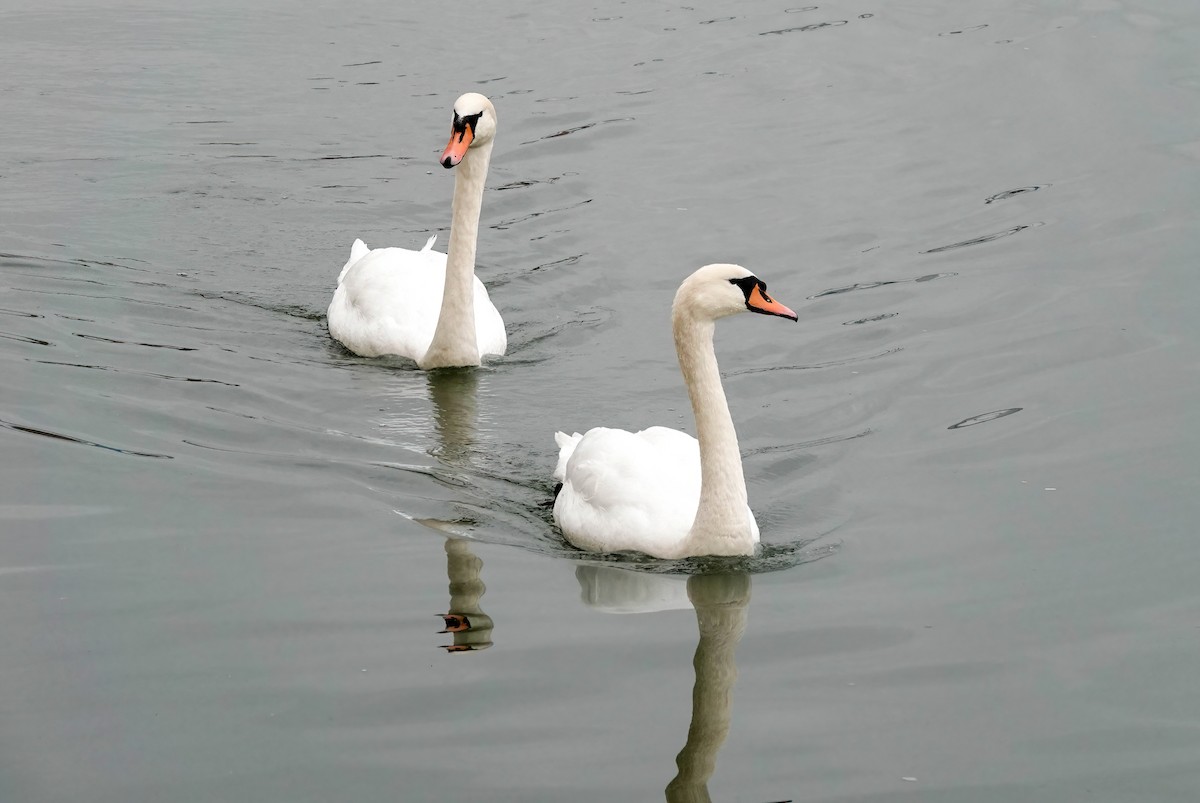 Mute Swan - ML646267986