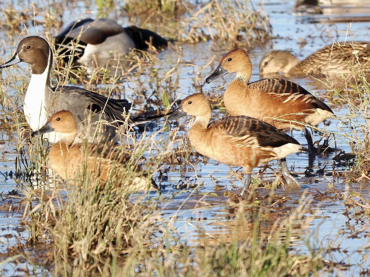 husička bažinná - ML646267988