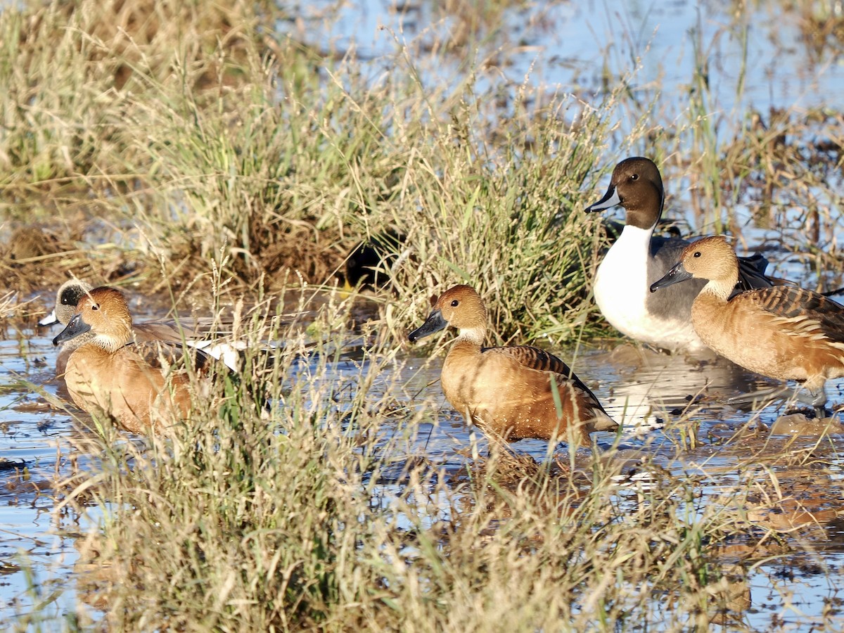 husička bažinná - ML646267989
