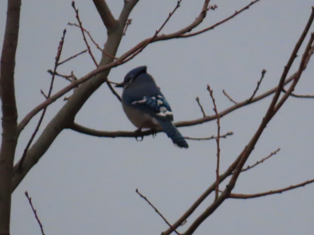 Blue Jay - ML646267990