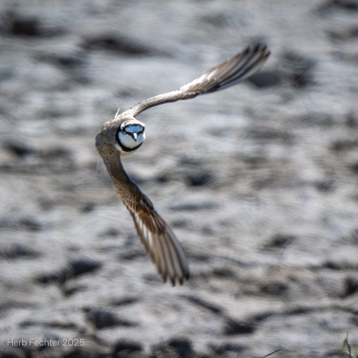 Madagascar Plover - ML646267991