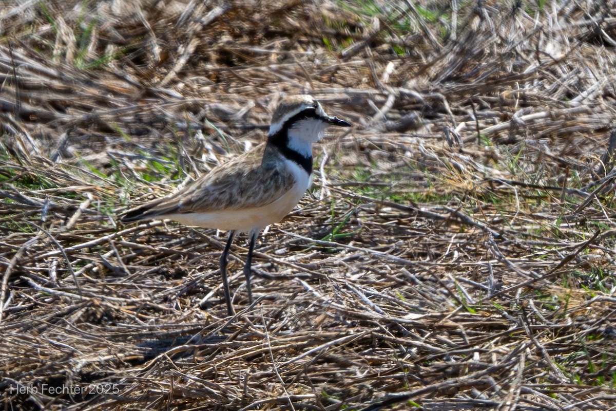 Madagascar Plover - ML646267992