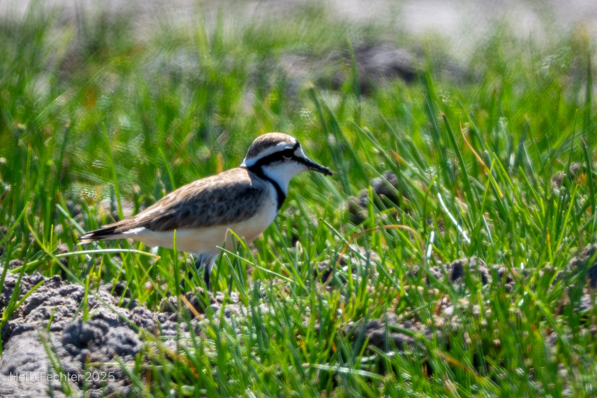 Madagascar Plover - ML646267993