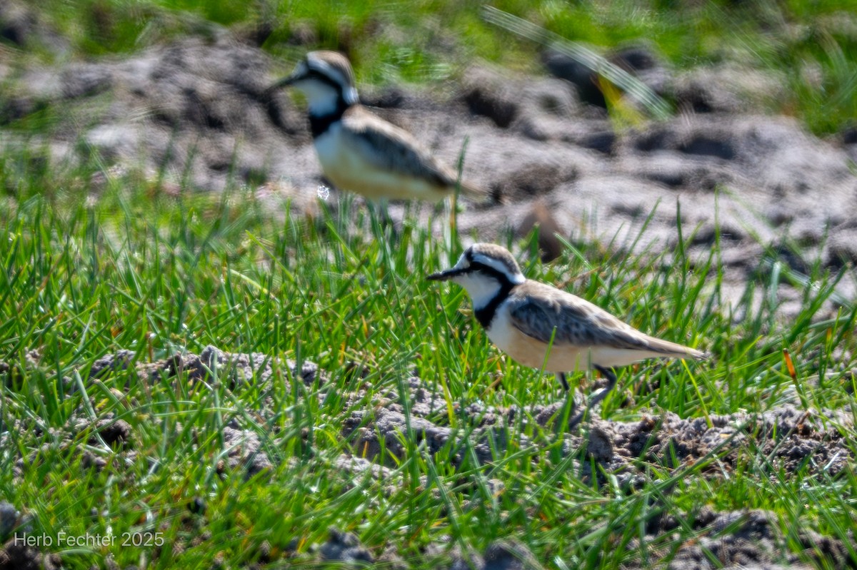 Madagascar Plover - ML646267994