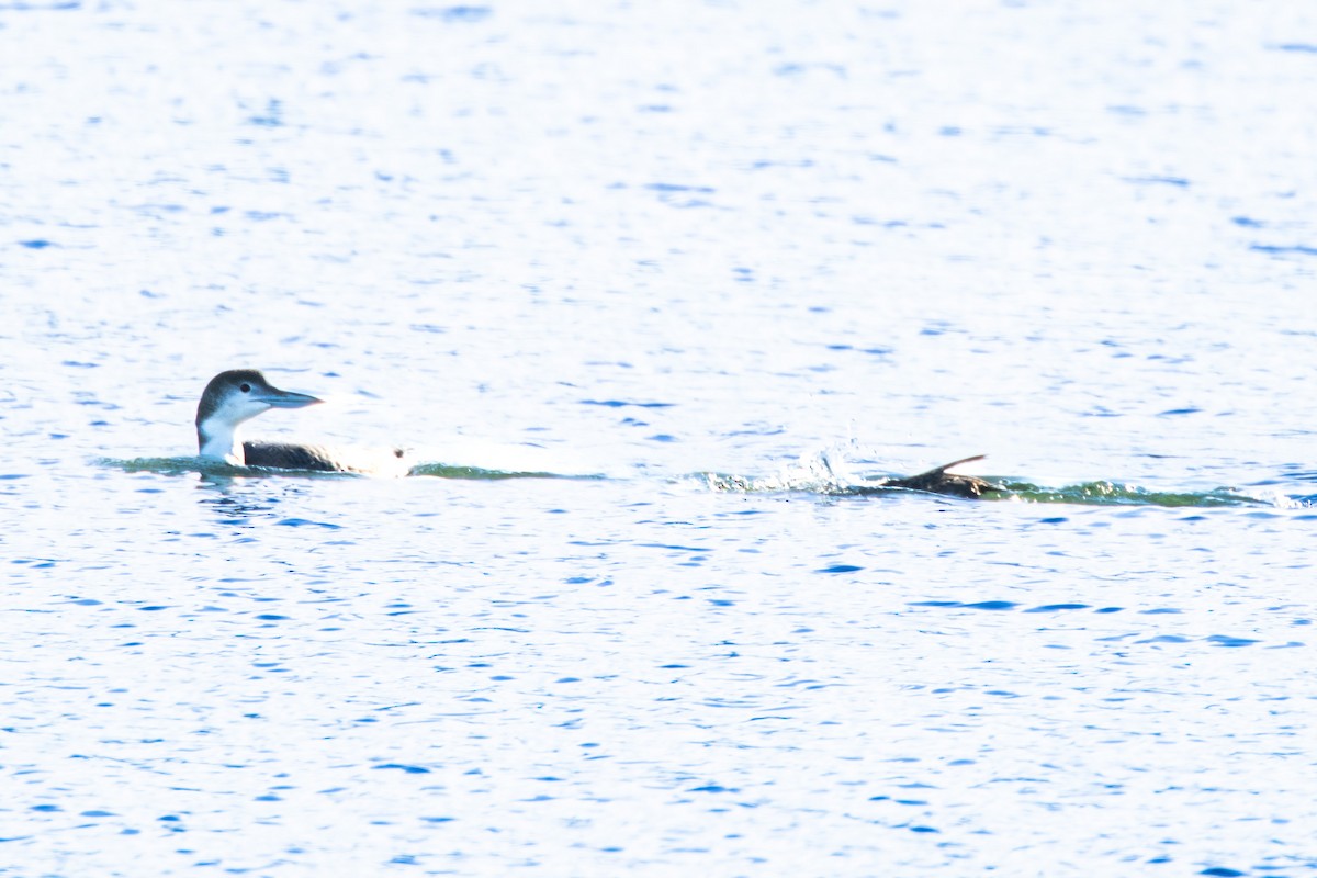 ハシグロアビ - ML646267995