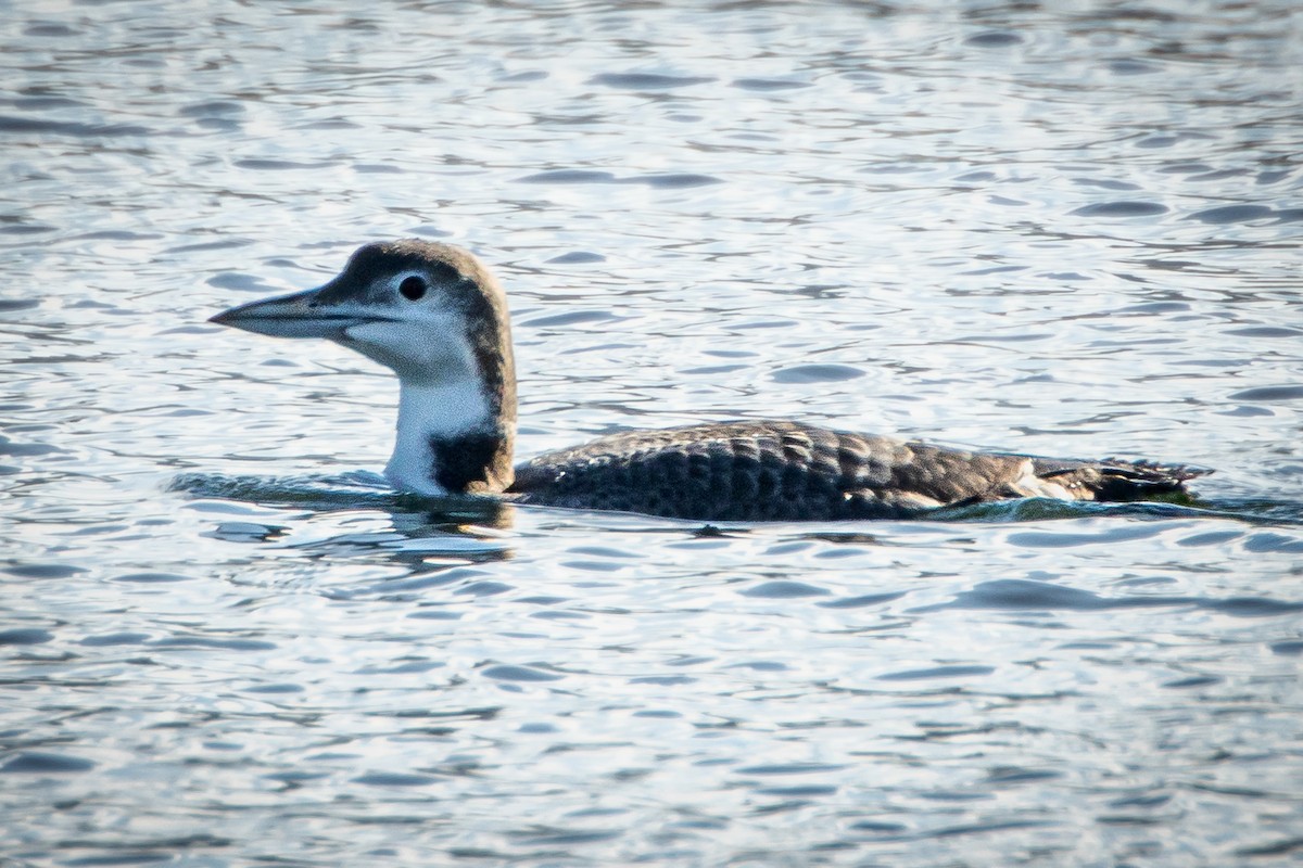 ハシグロアビ - ML646267997