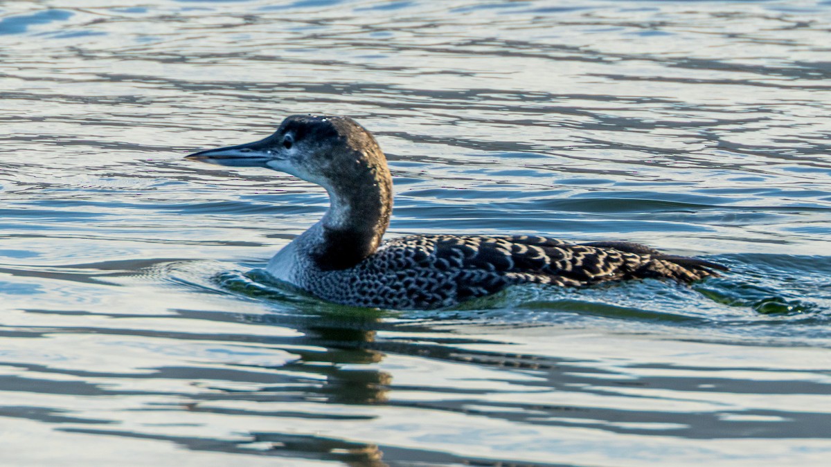 ハシグロアビ - ML646267998