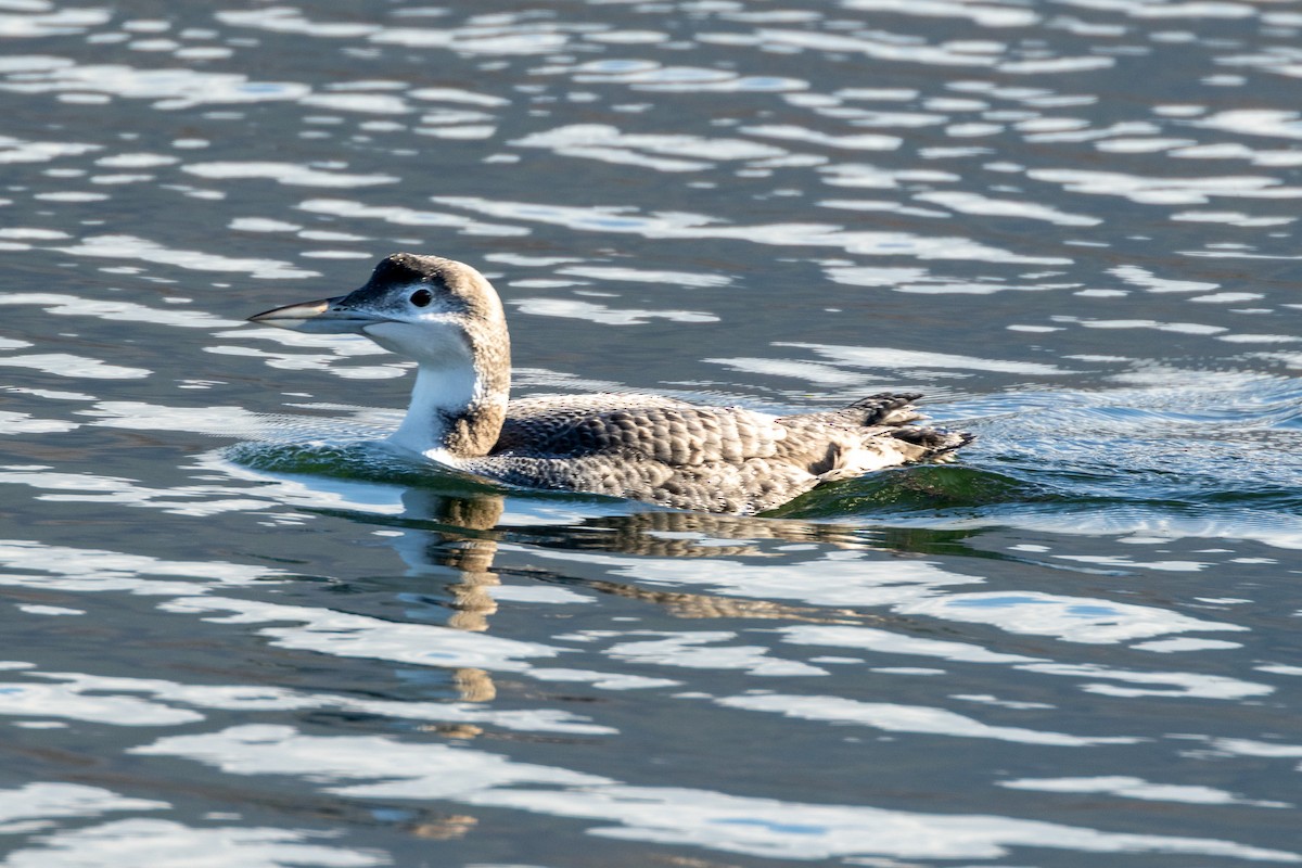 ハシグロアビ - ML646267999