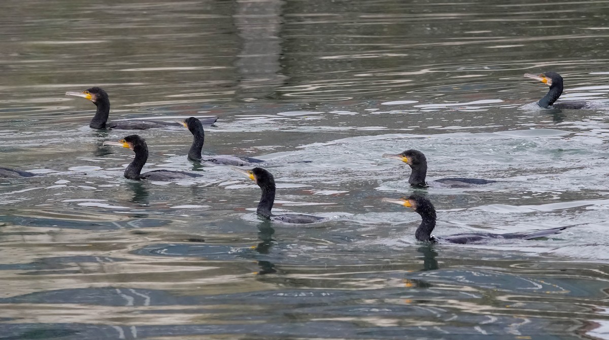 Great Cormorant - ML646268000
