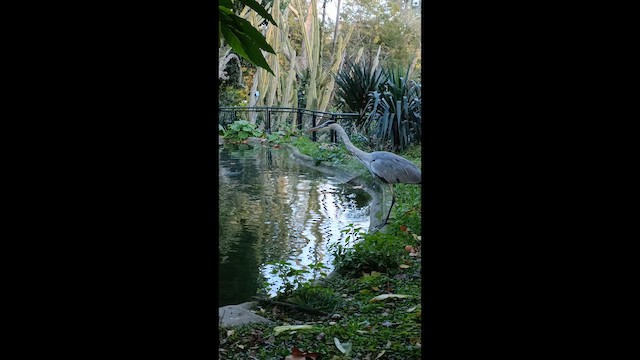 Чапля сіра - ML646268001