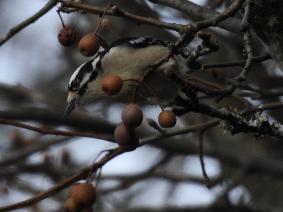 Downy Woodpecker - ML646268002