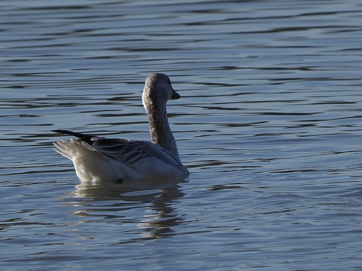 husa sněžní - ML646268003