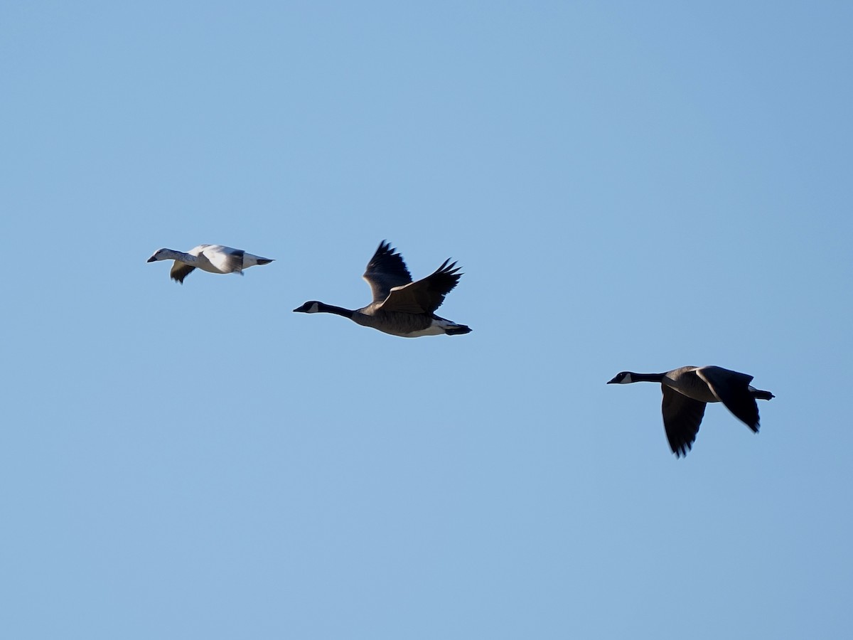 husa sněžní - ML646268004