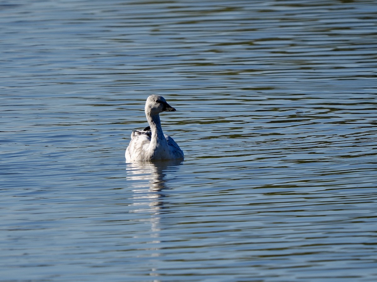 husa sněžní - ML646268005