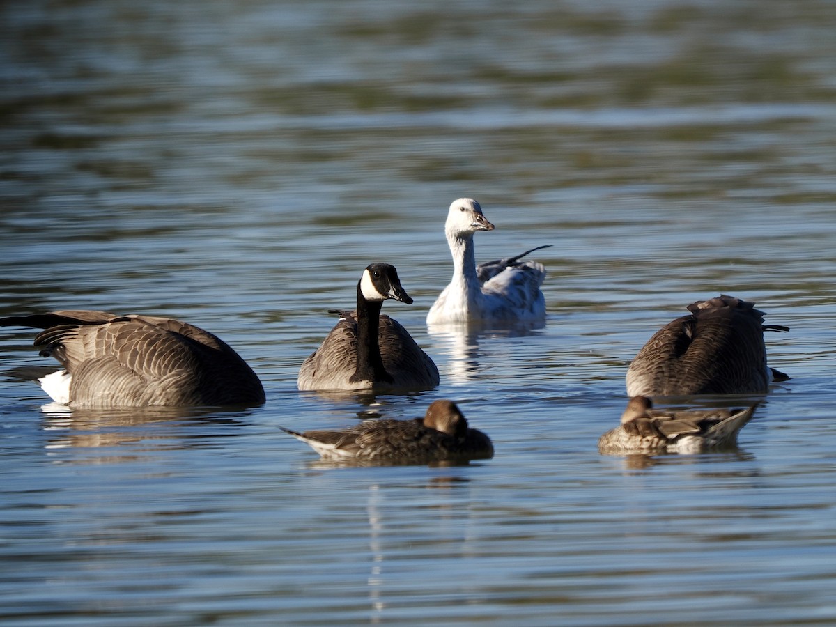 husa sněžní - ML646268006