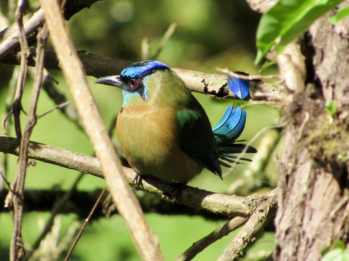 Lesson's Motmot - ML646268007