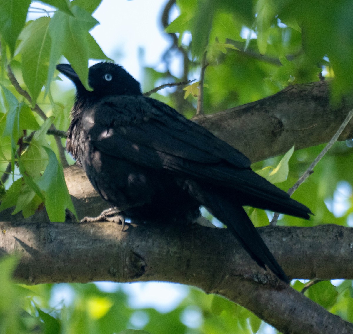 Petit Corbeau - ML646268012