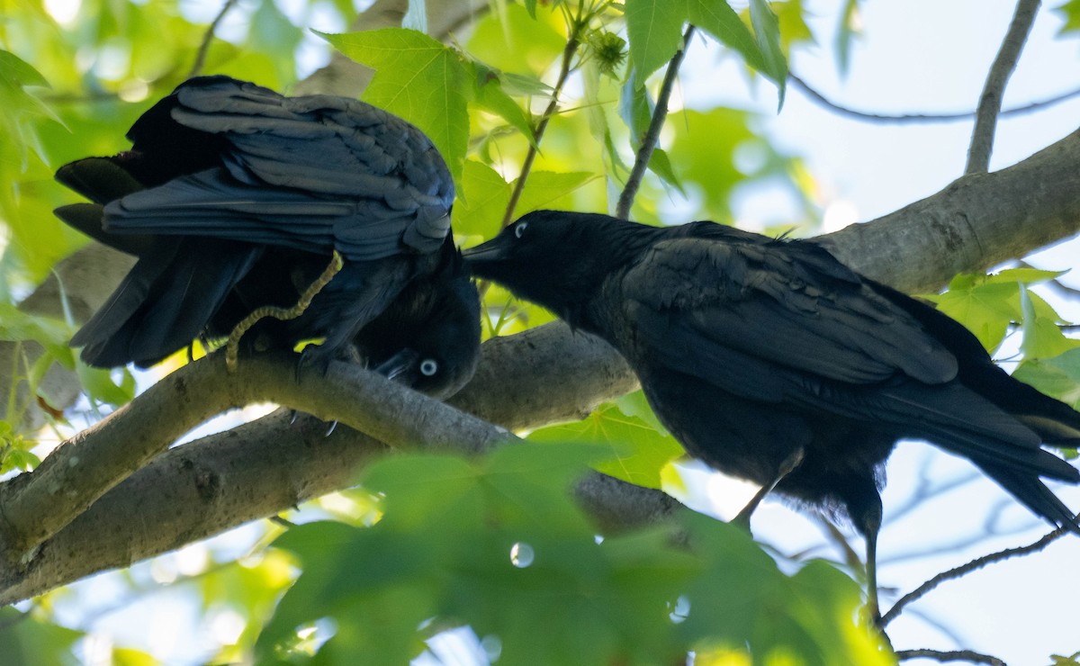 Petit Corbeau - ML646268014