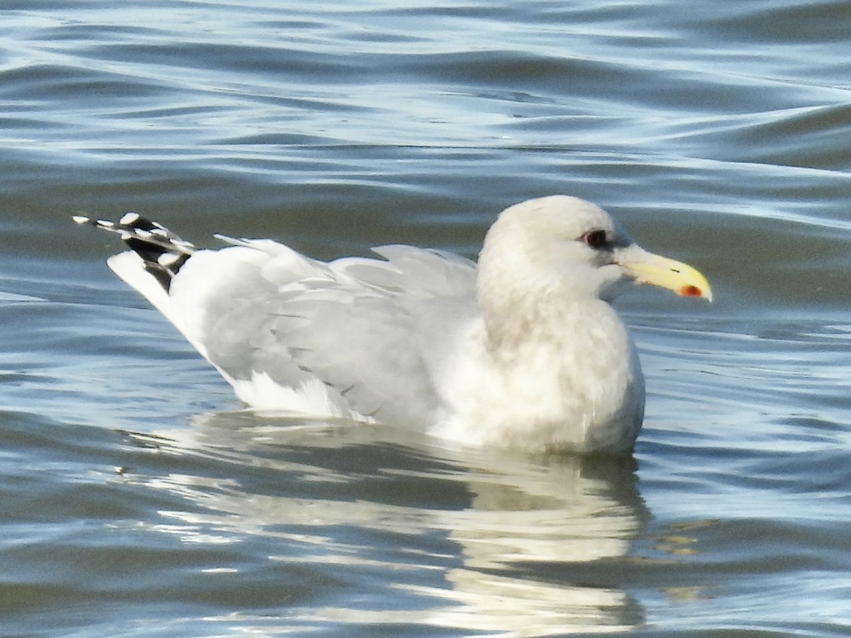 Мартин гренландський (підвид thayeri) - ML646268017