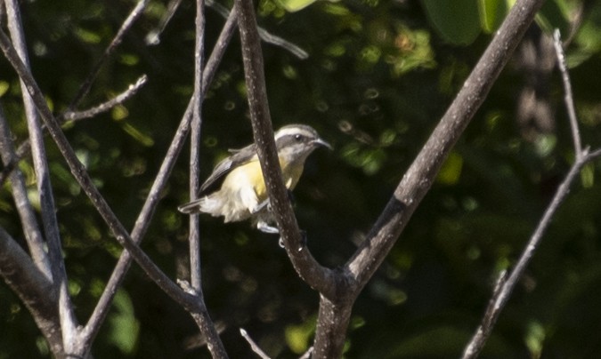 Цереба - ML646268018