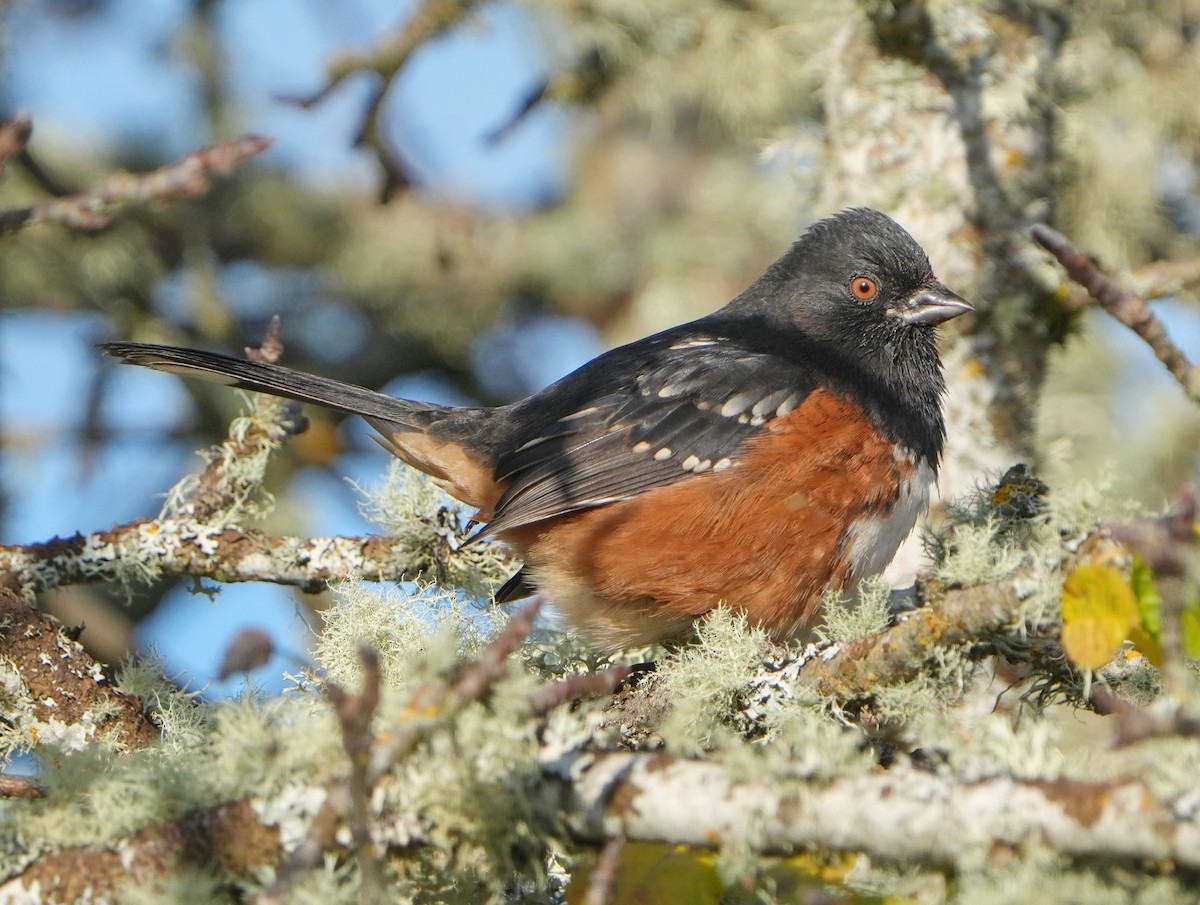 Spotted Towhee - ML646268019