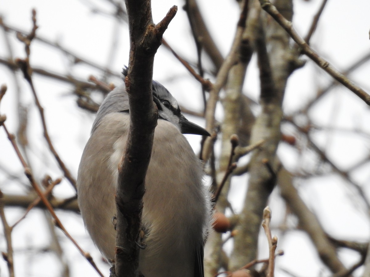 Blue Jay - ML646268022